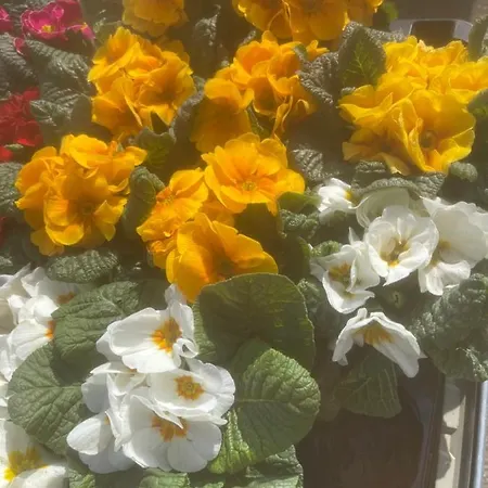 La Haute Corniche 3*